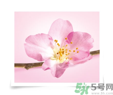 淳萃水舞樱花洗发水好用吗?淳萃水舞樱花洗发水多少钱?